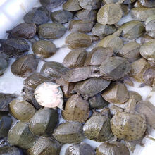 冷藏发货  大甲鱼外塘放养活体鲜活王八中华龟鳖苗  欧林醉尔 0.3-0.8斤 养殖放生专用冷水鳖