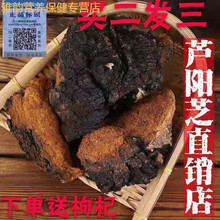 伟博芦阳芝大粒 西藏野生芦阳芝 官网芦阳芝 (买2送1) 矷山芦阳芝 50克买二送一赠送枸杞