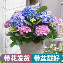 绣球花苗带花苞无尽夏八仙花盆栽花卉观花绿植物室内外庭院阳台