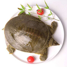 外塘大甲鱼活体生态王八中华鳖鲜活老鳖团鱼特产滋补品 0.8-1斤野外生态甲鱼(款)