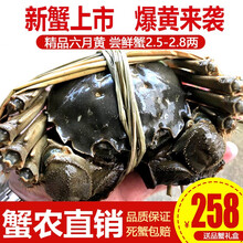 【活蟹】阳澄小斌大闸蟹 现货鲜活特大螃蟹 实物公蟹可全母蟹活蟹 海鲜水产生鲜礼盒装 精品六月黄大闸蟹2.5-2.8两 十只礼盒装
