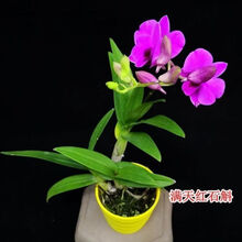 轻奢芊阙超低价泼墨石斛四季开花开花非常香满屋飘香驱蚊虫 满天红石斛 5苗连体