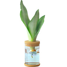 班菠 白玉虎皮兰室内小盆栽桌面防辐射绿植吸甲醛净化空气好养植物北欧 白玉虎皮兰