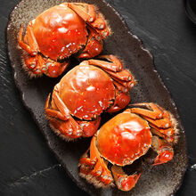 【活蟹】大闸蟹鲜活六月黄公母特大礼盒装 罗菲迪新 大闸蟹(2.3-2.8两)6只