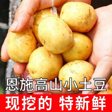2021新土豆恩施富硒黄心小土豆洋芋蔬菜3斤5斤马铃薯 5斤 鸡蛋大小