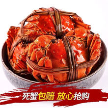 【活蟹】大闸蟹鲜活活体螃蟹现货六月黄公母海鲜水产蟹类 安德兰 【3.0-2.5两 12只】只只有黄