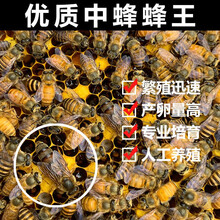 精选中蜂王种王蜜蜂产卵交尾王活体处女王阿坝双色新开产王土蜂王 本地处女王 双色开产王