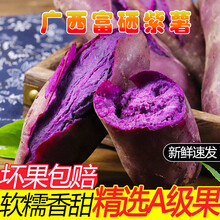 广西富硒中紫薯 新鲜现挖地瓜紫番薯红薯红苕农家自种带箱10斤装
