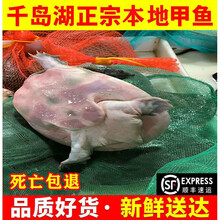 【顺丰冷运】千岛湖甲鱼土鳖鲜活海鲜王八团鱼食用甲鱼包活 千岛湖6年精品公甲1250g