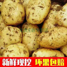 新鲜土豆农家黄心土豆10斤现挖现发大马铃薯洋芋 净重5斤【品质大果】