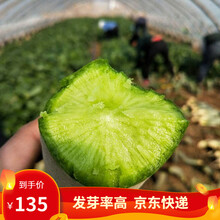 凤鸣雅世 沙窝萝卜种籽甜脆水果萝卜种子正宗天津沙窝罗卜子籽种子潍县青水果萝卜种子春秋季播四季蔬菜种孑 青脆一号水果种子10克10袋优惠价