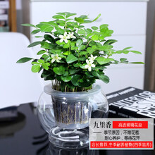 九里香水培植物绿植花卉盆栽鲜花花卉观花植物室内净化空气植物 大号高透玻璃盆九里香 带盆栽好