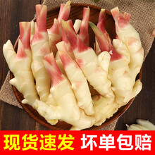 新鲜嫩姜生姜鲜姜仔姜子现挖红芽姜小黄泡姜G 500g