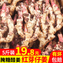 【顺丰速运】山东红芽仔姜嫩姜现挖子姜泡醋姜生黄姜新鲜蔬菜 5斤装