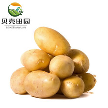 【贝壳田园】土豆黄皮小土豆马铃薯洋芋新鲜时令现挖现发蔬菜 2500g装