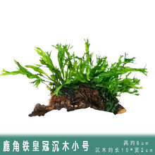 [店铺推荐]鱼缸造景水草活体淡水植物种子懒人装饰套餐水榕沉木造景阴性 鹿角铁皇冠+沉木单头