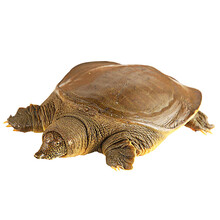 外湖生态放养活体甲鱼中华鳖王八团鱼 公鳖现货 生鲜水产 1000g/只(约2斤)