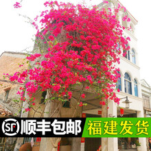 【顺丰发货】三角梅盆栽树苗重瓣爬藤老桩庭院攀援植物花苗多色阳台花卉绿植盆栽盆景 中国红色 3年苗不带花【枝干粗0.5-1cm】90天开花