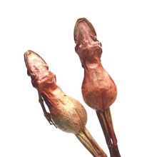 【正宗雪蛤干】整支东北长白山雪蛤油蛤蟆干林蛙干雪蛤膏雪蛤线油 足13克1支(买5送1买10送3)