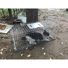 捕猫笼捉猫神器抓猫全自动抓狗笼夜猫笼子捕猫超市商城救助流浪狗 镀锌色固定款不带隔间 大号78cm*31cm*27cm