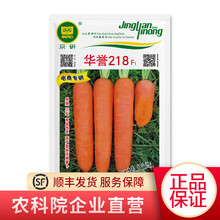 京研 萝卜种子 心里美 天津沙窝萝卜 水果萝卜 樱桃萝卜 白萝卜水萝卜 胡萝卜 萝卜种籽 蔬菜籽 华誉218 10克