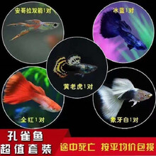 豆乐奇 孔雀鱼 凤尾鱼 繁殖鱼 胎生鱼 热带鱼观赏鱼淡水鱼百万鱼活体鱼小型鱼彩虹鱼孔雀鱼纯种孕母好养 特惠套餐G（图片所示）