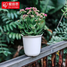 日本爱丽思 高型花盆加厚树脂绿植多肉盆塑料花盆户外办公室客厅室内阳台绿萝月季铁树杜鹃兰花种植盆爱丽丝 长钵6号-米色(口径18.7cm) 中等