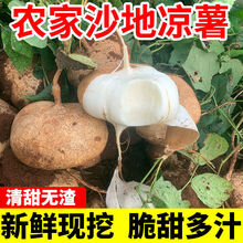 凉薯新鲜白地瓜沙葛脆广西蔬菜现季水果番薯农家现挖5/9斤土瓜 5斤中大果【精选装】