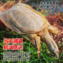 外湖野养生态甲鱼/中华鳖/王八/团鱼老鳖 现货鲜活水产 鲜活甲鱼3.5-3.8斤