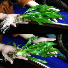 【水草活体】【真水草】好养耐活真水草植物绿菊鱼缸水草造景 大九叶皇冠两颗+陶瓷环