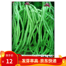 凤鸣雅世  无架豆角种子四季豆种子免支架绿白色皮豇豆种菜蔬菜种子春季无藤四季豆孑不搭架爬藤支架蔬菜 绿色无支架豆种子40克