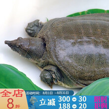 甲鱼外塘大甲鱼活体生态王八中华鳖老鳖苗团鱼 生态散养4斤老鳖(实发4.0-2斤)