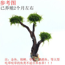 唐宠 水草鱼缸造景活体莫斯树沉木水族箱造景鱼缸装饰品水草缸造景 成品高21-24cm三头