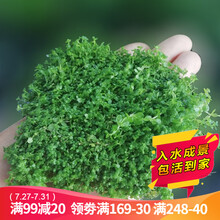 水草活体懒人草鱼缸造景水草活体套餐鱼缸水草有茎类水榕中后景真水草活体水草水族箱装饰小鱼缸造景 前景草坪爬地矮珍珠网片8*8cm（直接铺的草坪）