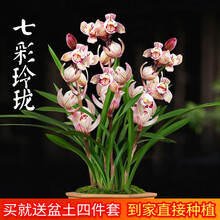 刘阁兰花苗 超香的兰花建兰七彩玲珑 现带花苞出售有香味的兰花卉阳台盆栽绿植 七彩玲珑2苗:加盆土肥,说明书