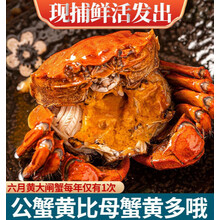 【活蟹】全母满黄大闸蟹鲜活特大螃蟹公母蟹礼盒海鲜水产蟹类 惟纳德 加礼(3-3.5)12只超大蟹 顺丰冷运