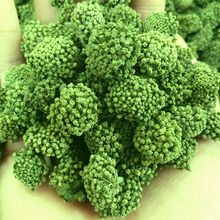 三七花 云南文山特产特级三七花泡茶精选田七花茶 新花四年花 2020年新花100克瓶装