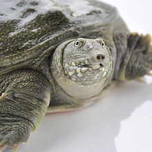 甲鱼 2斤外塘大甲鱼活体生态王八中华鳖老鳖苗团鱼 黄皮甲鱼 【4斤装】