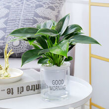 泰西丝发财树长寿花绿植花卉盆栽文竹吊兰栀子花水培植物幸福树桌面盆栽 金钻 含早安花盆