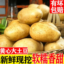 高原新土豆新鲜现挖马铃薯洋芋黄皮黄心农家自种蔬菜 【土豆带箱9-10斤装】 【小果】
