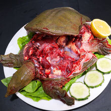 鲜源澜湾 现杀老鳖甲鱼精品外塘甲鱼源生态活体真空包装发货 下单现杀 2.8斤净重(3.5斤宰杀)