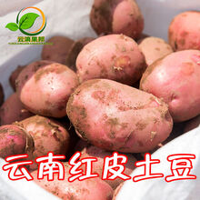 云南现挖土豆10斤新鲜洋芋红皮高原白皮黄心马铃薯2/5斤批发 回馈30份 ：精选带箱10斤大果