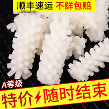 【顺丰】新鲜现切鱿鱼花深海目鱼花净重鱿鱼卷火锅食材 买4斤贈4斤【老板哭着亏本卖】