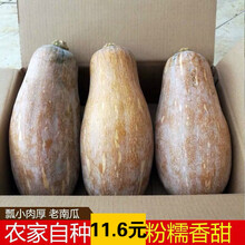 【云南高原】新鲜甜糯老南瓜孕妇宝宝辅食农家香甜黄南瓜小南瓜 老南瓜（9-10）