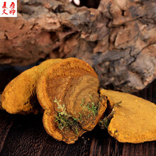 康中尊 桑黄野生金边桑黄菌种西藏产100g