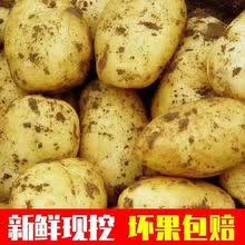 新鲜黄心土豆大马铃薯本地现挖蔬菜2/5/10斤 【小果】【5斤装】