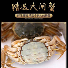 醉蟹毛蟹大闸蟹发财蟹白玉蟹炝醉蟹鲜活腌制开罐即食2-8只/斤 一斤尝鲜装 美极鲜味发财蟹