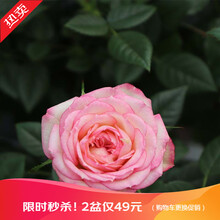 【虹越】迷你玫瑰100#盆栽苗 天卉苑盆花系列 室内居家装饰花卉 旋转木马