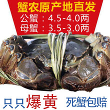 现货蟹鑫鑫大闸蟹鲜活特大螃蟹公蟹4.5两母蟹3.5两10只礼盒装鲜活水产生鲜海鲜 公（4.9-5.3）母（3.9-4.3）两8只