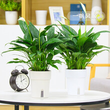 红豆（Hodo）白掌盆栽加厚双层盆×2 一帆风顺水培植物盆景办公室内绿植 带盆栽好